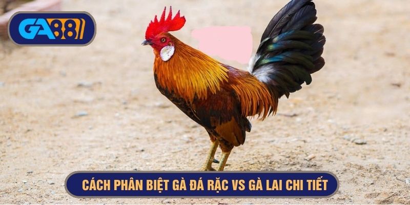 cách phân biệt gà thuần và gà lai