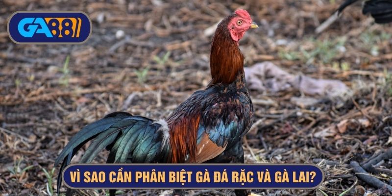 phân biệt gà đá rặc và gà lai